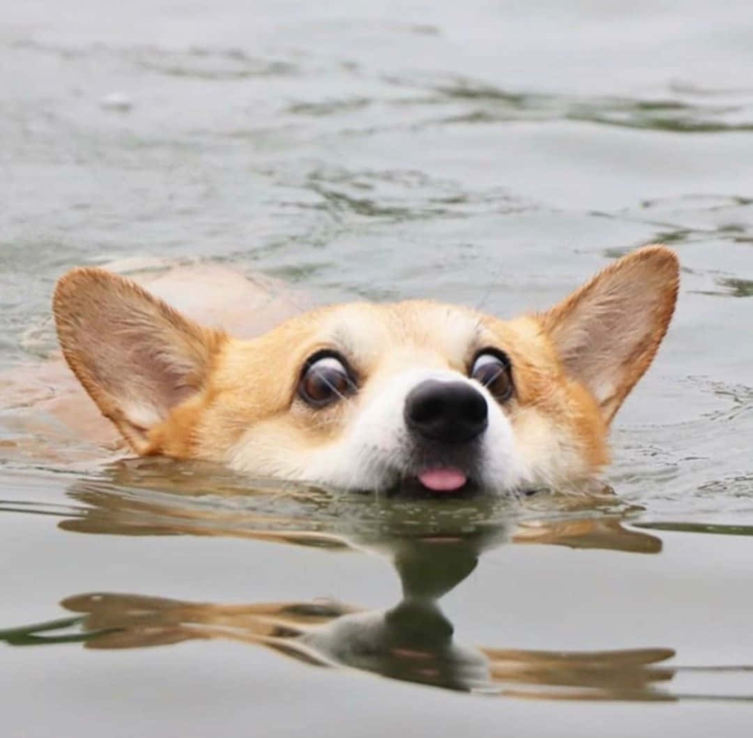 哥基犬喺平靜嘅水面上伸脷游水