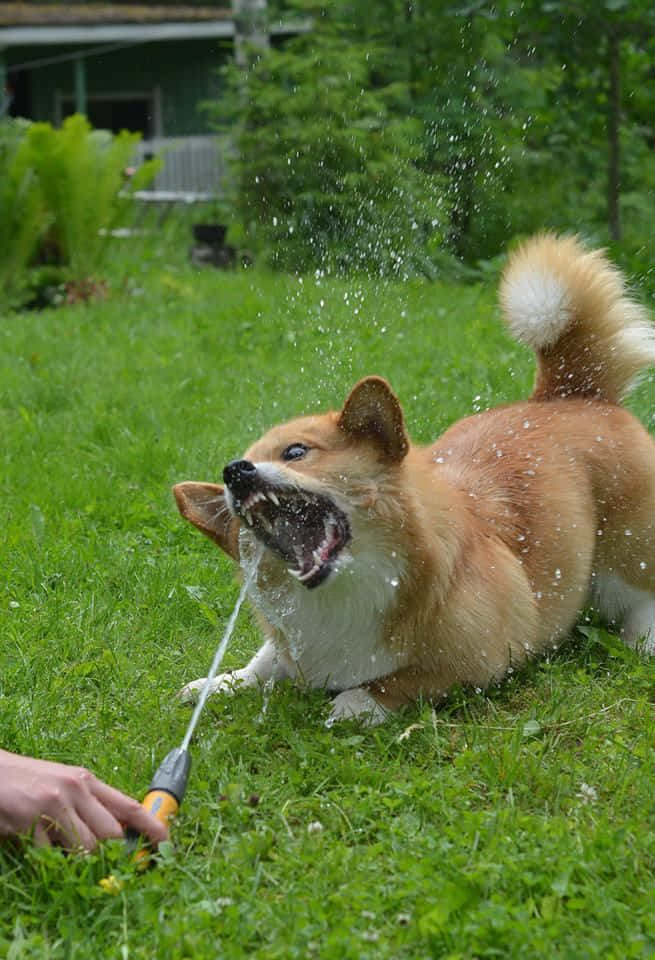哥基犬在草地上玩水軟管