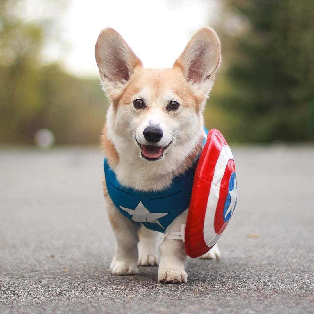 搞笑柯基犬穿萬聖節服裝 - 「見見Punkin，最可愛的服裝模特！」 壁紙 — 一隻快樂的哥基犬穿著美國隊長服裝，手持盾牌，在鋪砌的小路上行走。