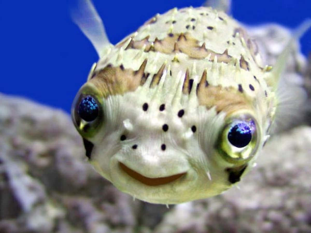 搞笑河豚魚 壁紙 — 河豚特寫，眼睛突出，嘴巴微笑，背景為藍色水族箱。