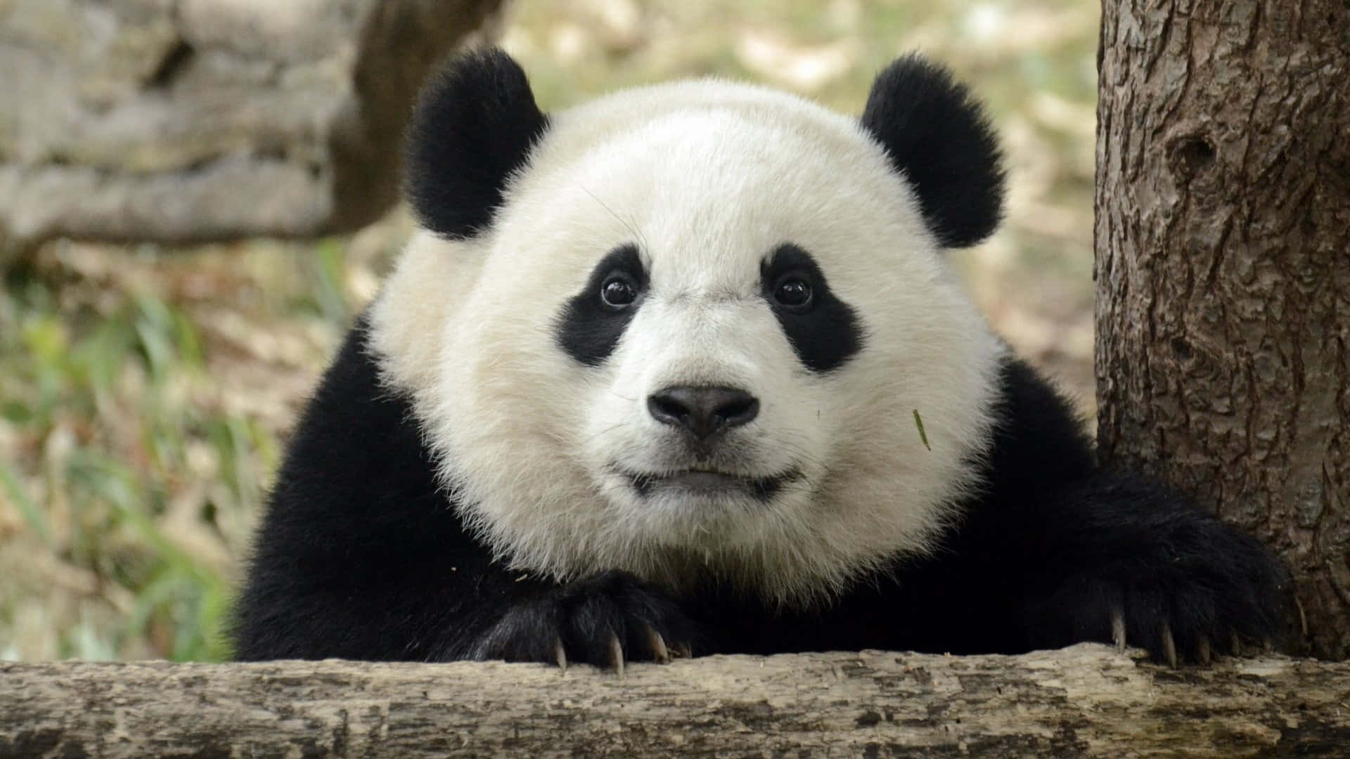 搞笑熊貓臉部筆電壁紙 壁紙 — 一隻大熊貓將頭靠在木頭上，在樹皮和模糊森林的背景下，用深色眼睛平靜地凝視。