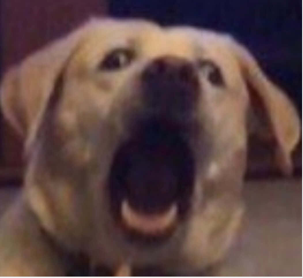 一隻黃色拉布拉多犬張大嘴巴吠叫。