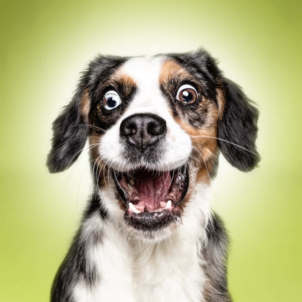 一隻開心嘅三色犬，對眼大大，嘴仔打開。