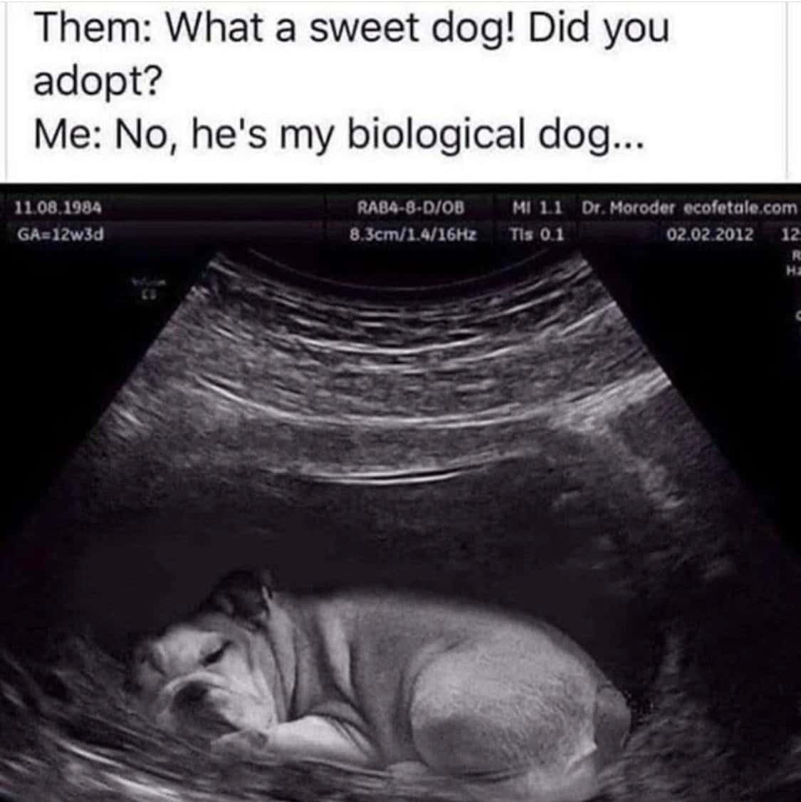 搞笑狗超聲波圖 壁紙 — 一張幽默的超聲波圖像顯示一隻鬥牛犬胎兒蜷縮在子宮內，並帶有醫療數據疊加。