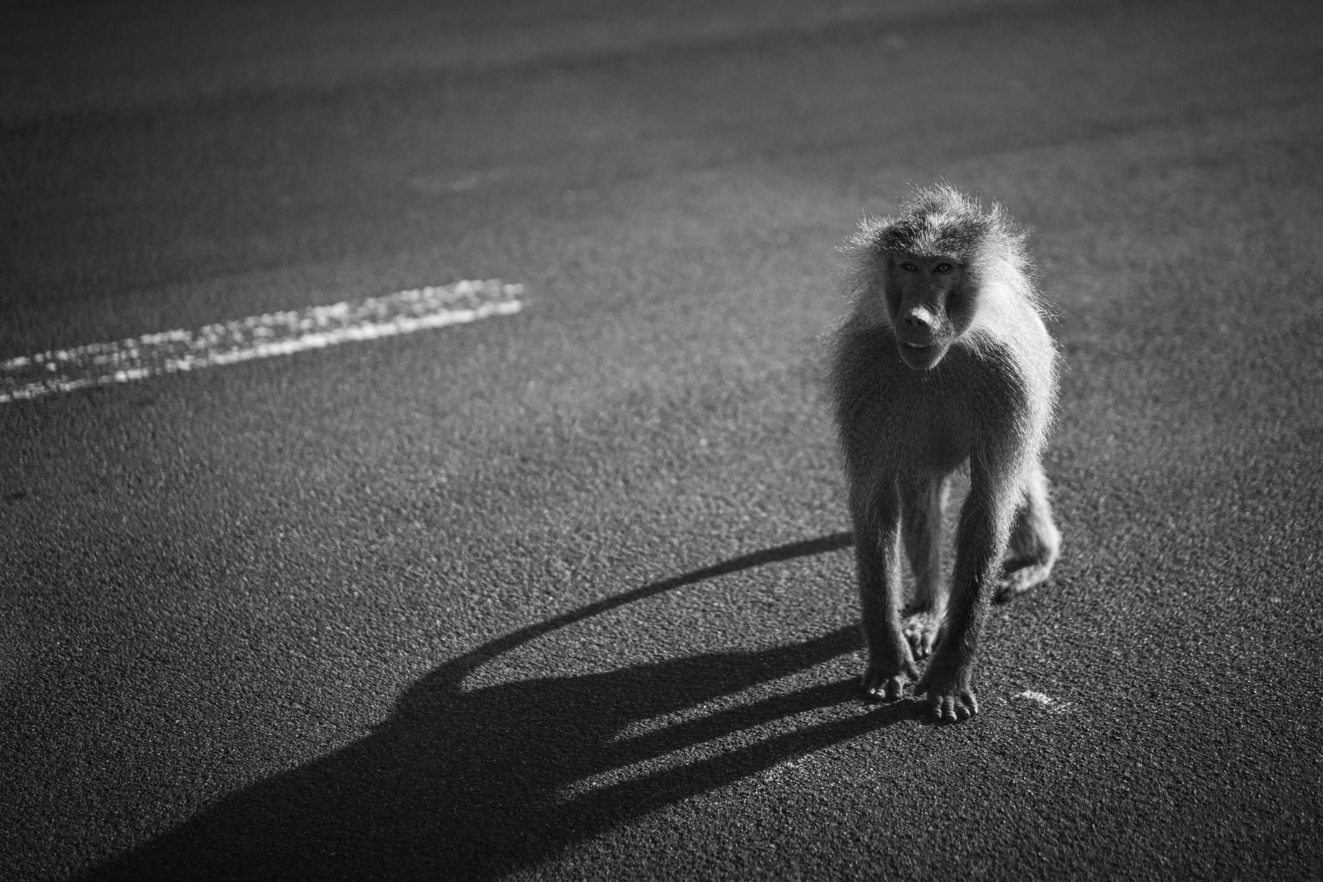 一隻狒狒站在鋪砌的道路上，在明亮的陽光下投射出長長的影子。