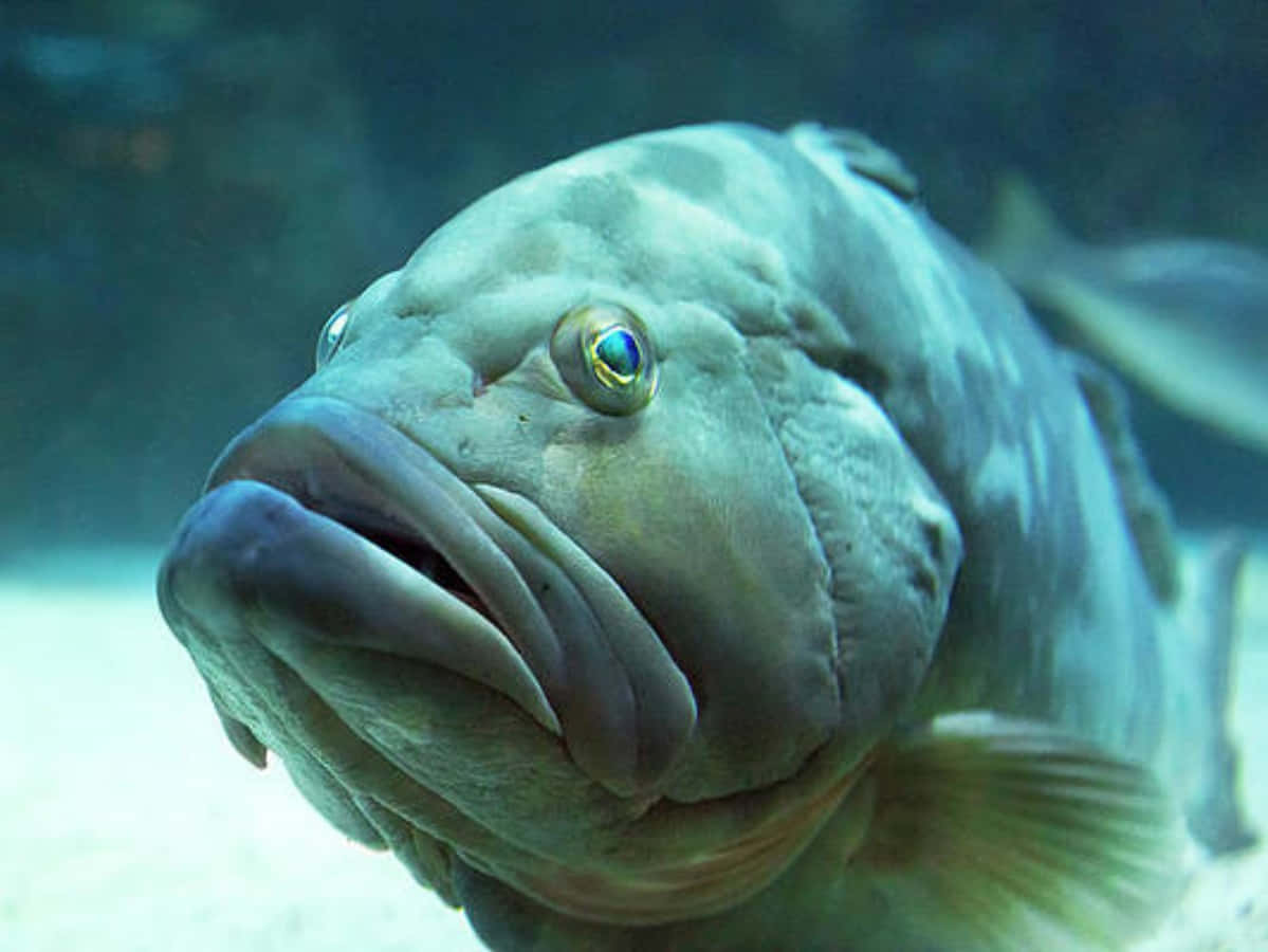 搞笑的海洋魚兒垂頭喪氣圖 壁紙 — 一條大型、有紋理的魚，有凸出的眼睛和寬闊的嘴巴，在沙質底部附近的水中游泳的特寫。