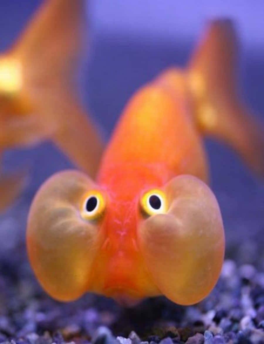 搞笑的腫眼魚圖 壁紙 — 一條鮮豔橙色泡泡眼金魚嘅特寫，佢有巨大突出嘅眼睛，喺紫色碎石附近游水。