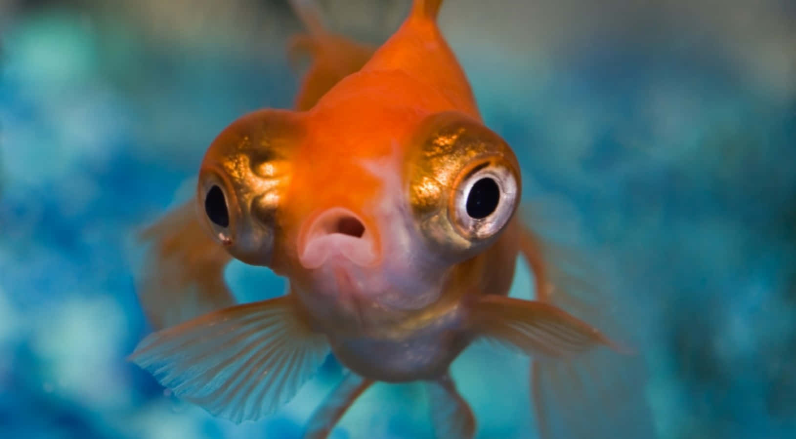搞笑的金魚圖 壁紙 — 一條好奇的橙色金魚，眼睛突出，正游向觀眾，背景是藍色模糊的。