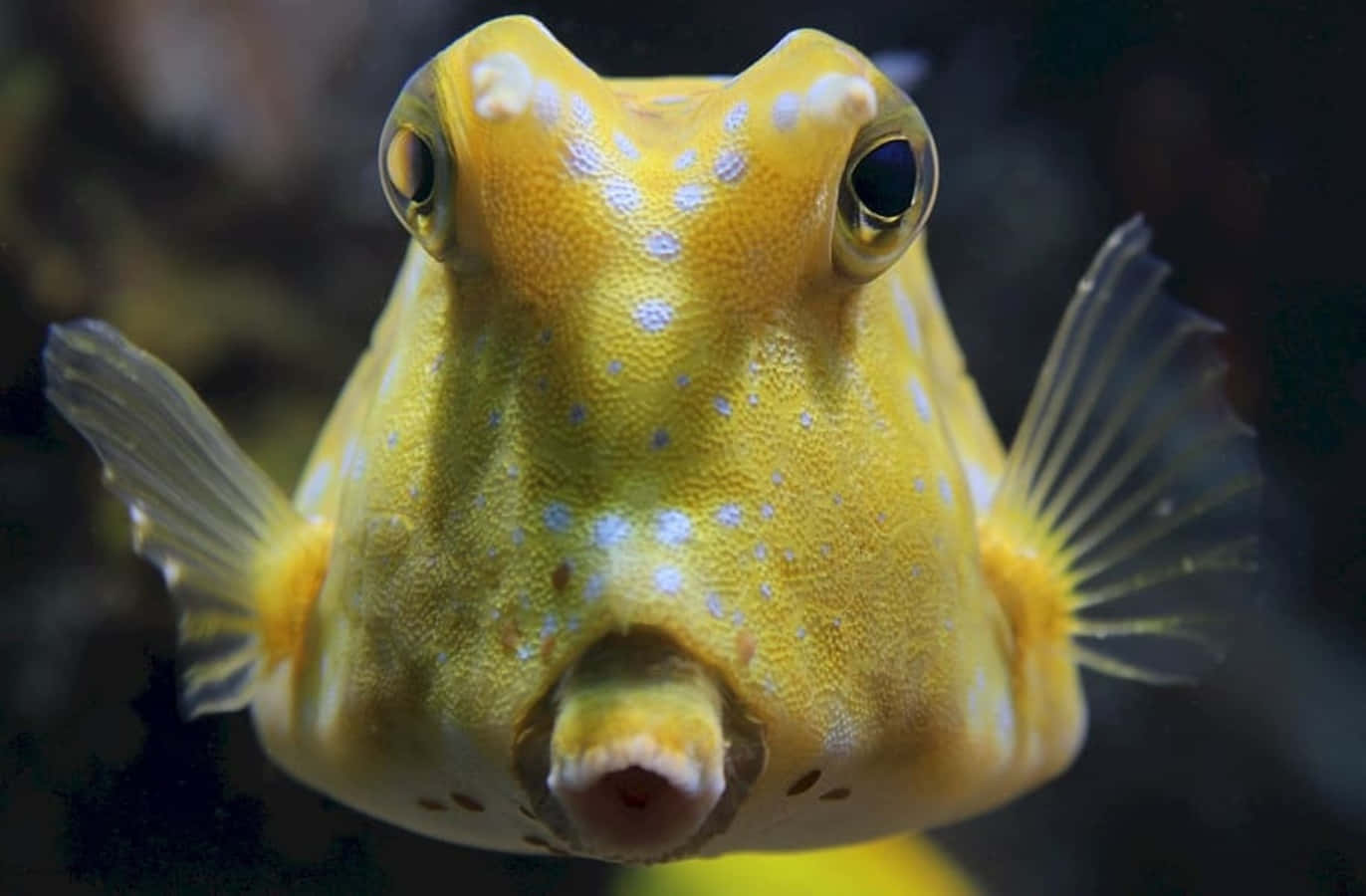 搞笑的長角牛魚圖 壁紙 — 一條黃色箱魨的近距離特寫，帶有藍色斑點和大眼睛，在黑暗的水中游泳。