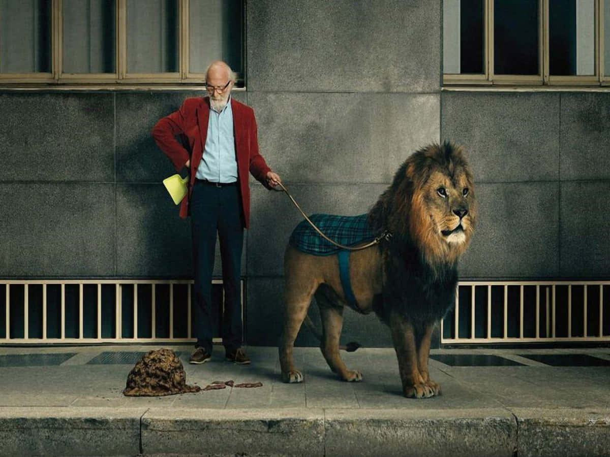 一位長者用牽繩帶著獅子在城市人行道上散步。