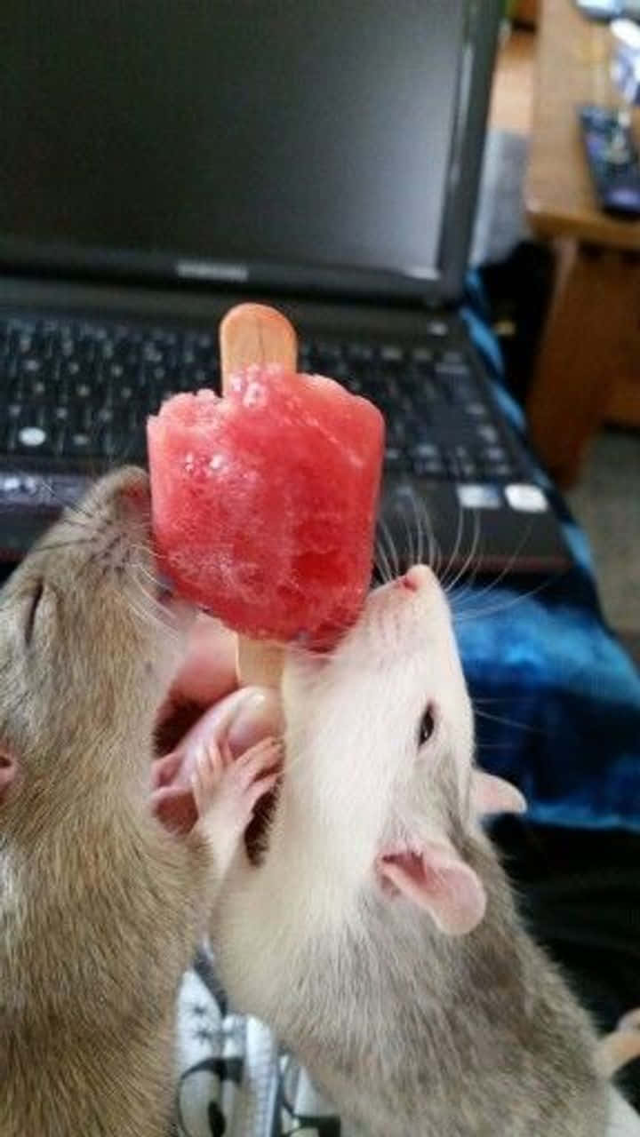 兩隻老鼠喺枱上一起食西瓜冰條。