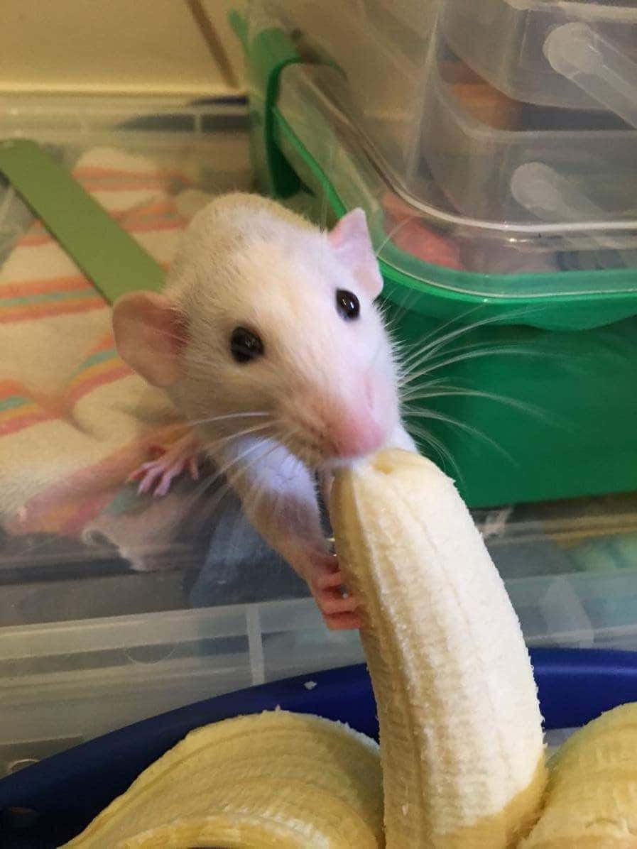 一隻白鼠在膠容器內吃香蕉。