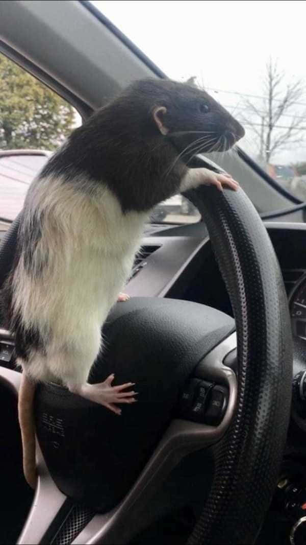 一隻黑白相間嘅老鼠企喺汽車軚盤上。