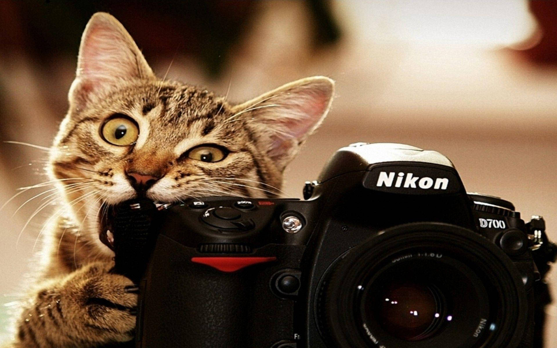 一隻虎斑貓在室內頑皮地拿著一部Nikon D700相機。