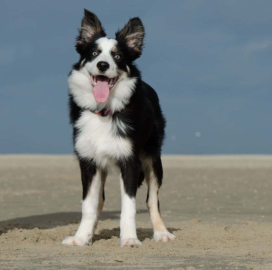 搞笑邊境牧羊犬海灘照 壁紙 — 一隻快樂的黑白邊境牧羊犬站在沙灘上，在明亮的日光下伸出舌頭。