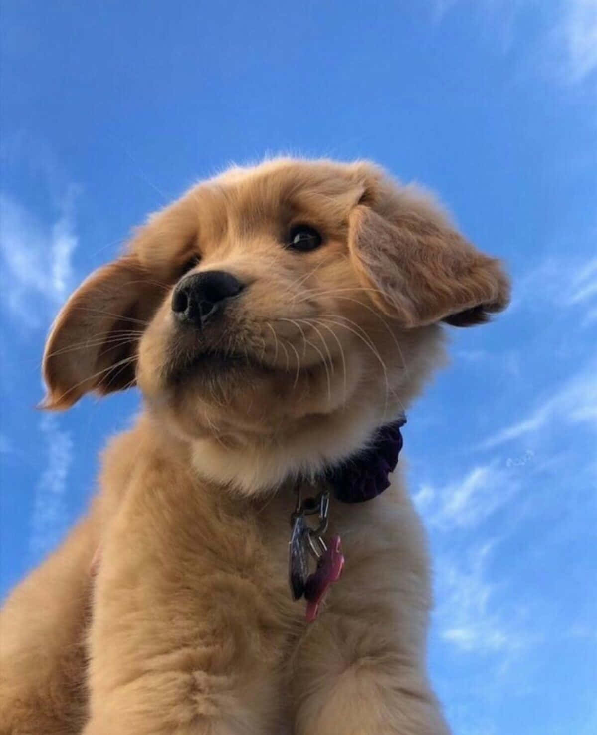 搞笑金毛幼犬與天空背景圖 壁紙 — 一隻垂耳的金毛尋回犬幼犬，在晴朗藍天和薄雲的背景下向上凝視。