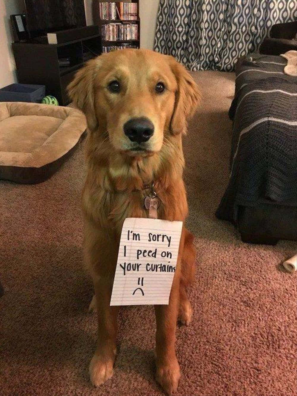 搞笑金毛犬道歉圖 壁紙 — 一隻金毛尋回犬坐在地毯上，手持一張手寫的道歉紙條，因為在窗簾上小便。