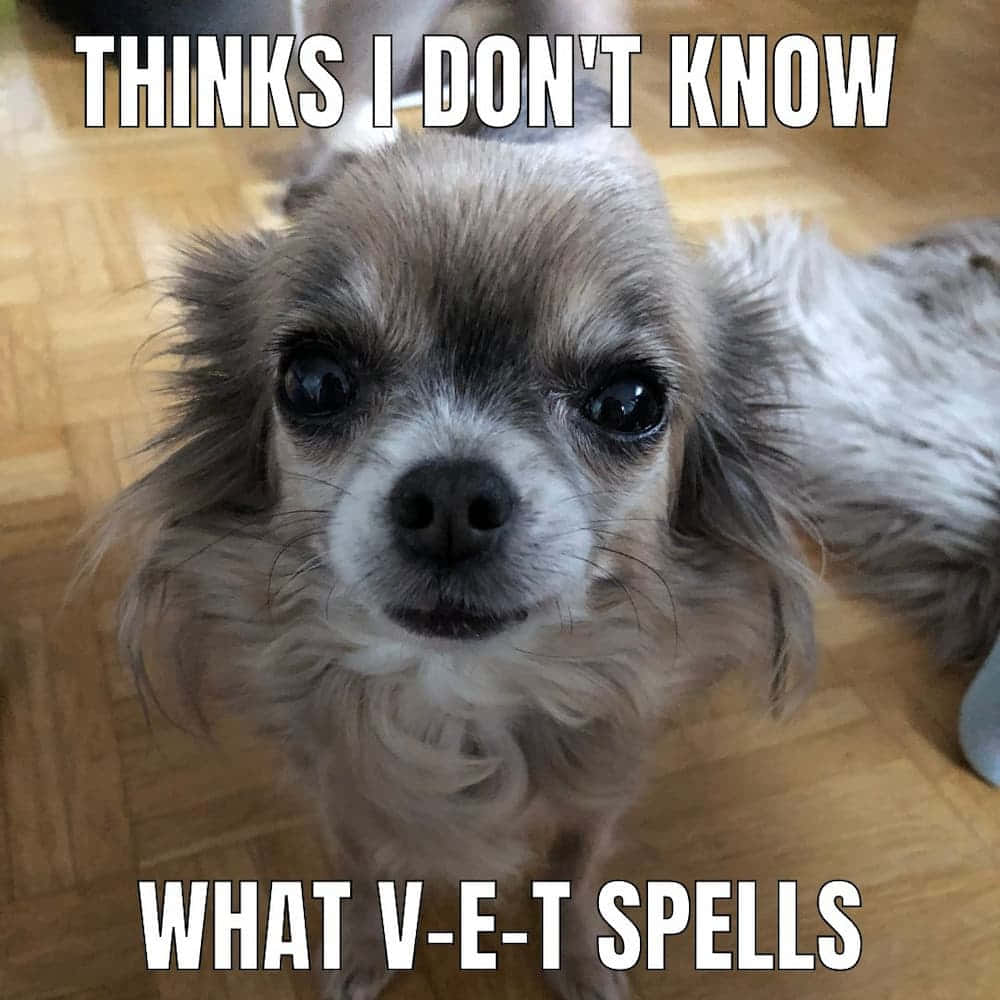 一隻芝娃娃用大眼睛向上望，文字說 'THINKS I DON'T KNOW WHAT V-E-T SPELLS'。