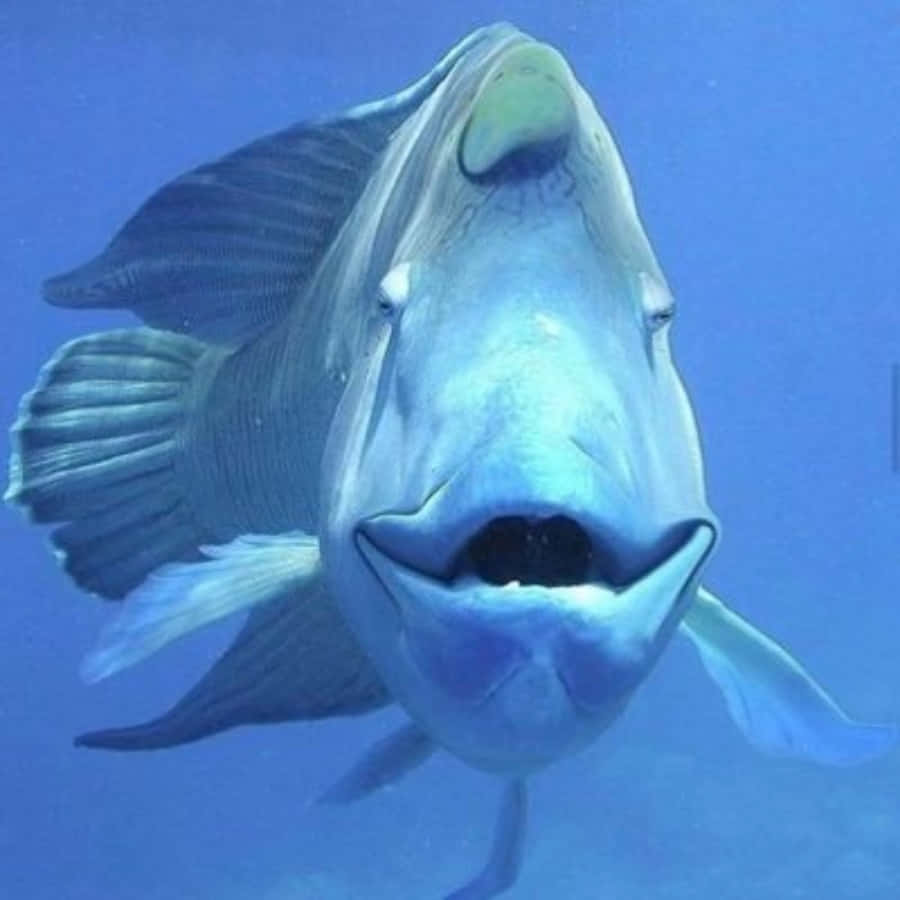 搞笑隆頭魚自然棲息地 壁紙 — 一條大藍魚張大嘴巴在清澈藍色水中游泳的特寫。
