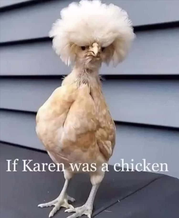 毛茸茸的雞，灰色牆板上寫著「If Karen was a chicken」。
