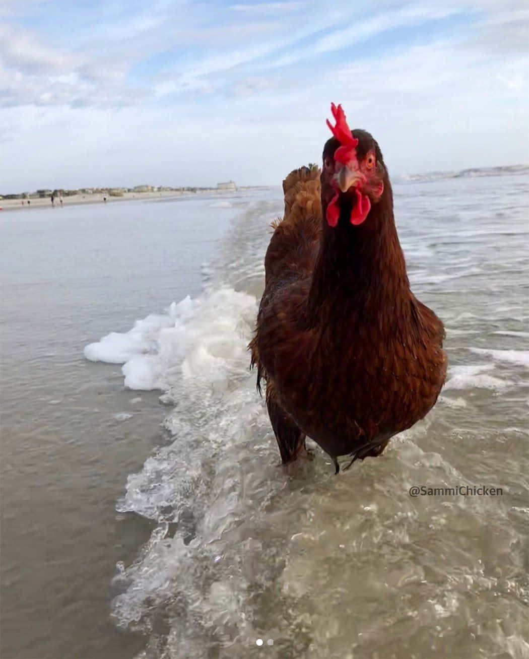一隻棕色雞站在海灘的海浪中。