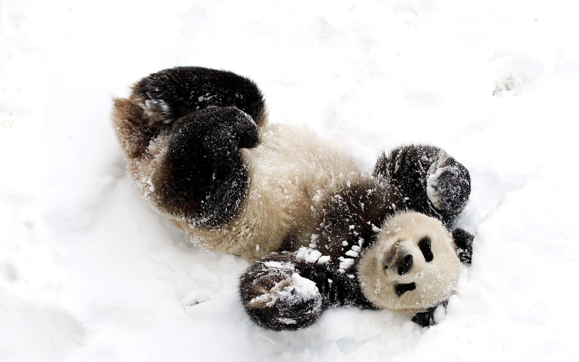一隻大熊貓仰臥在雪中，身上覆蓋著雪花。