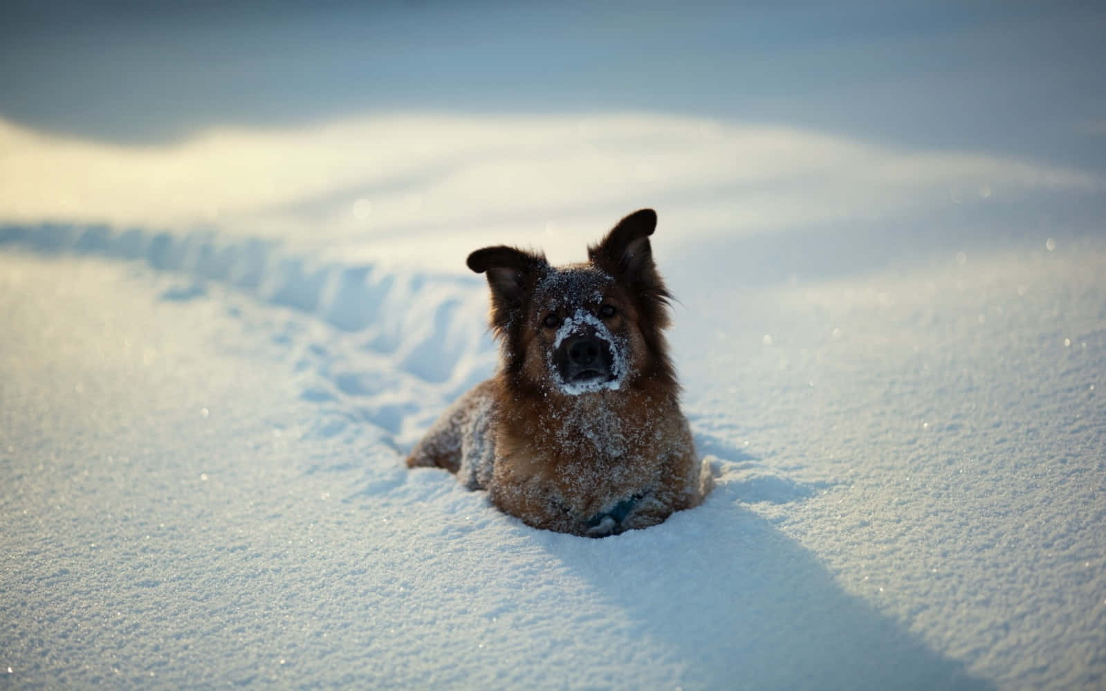 一隻被雪覆蓋的棕色狗躺在雪地裡，正值黃金時刻。