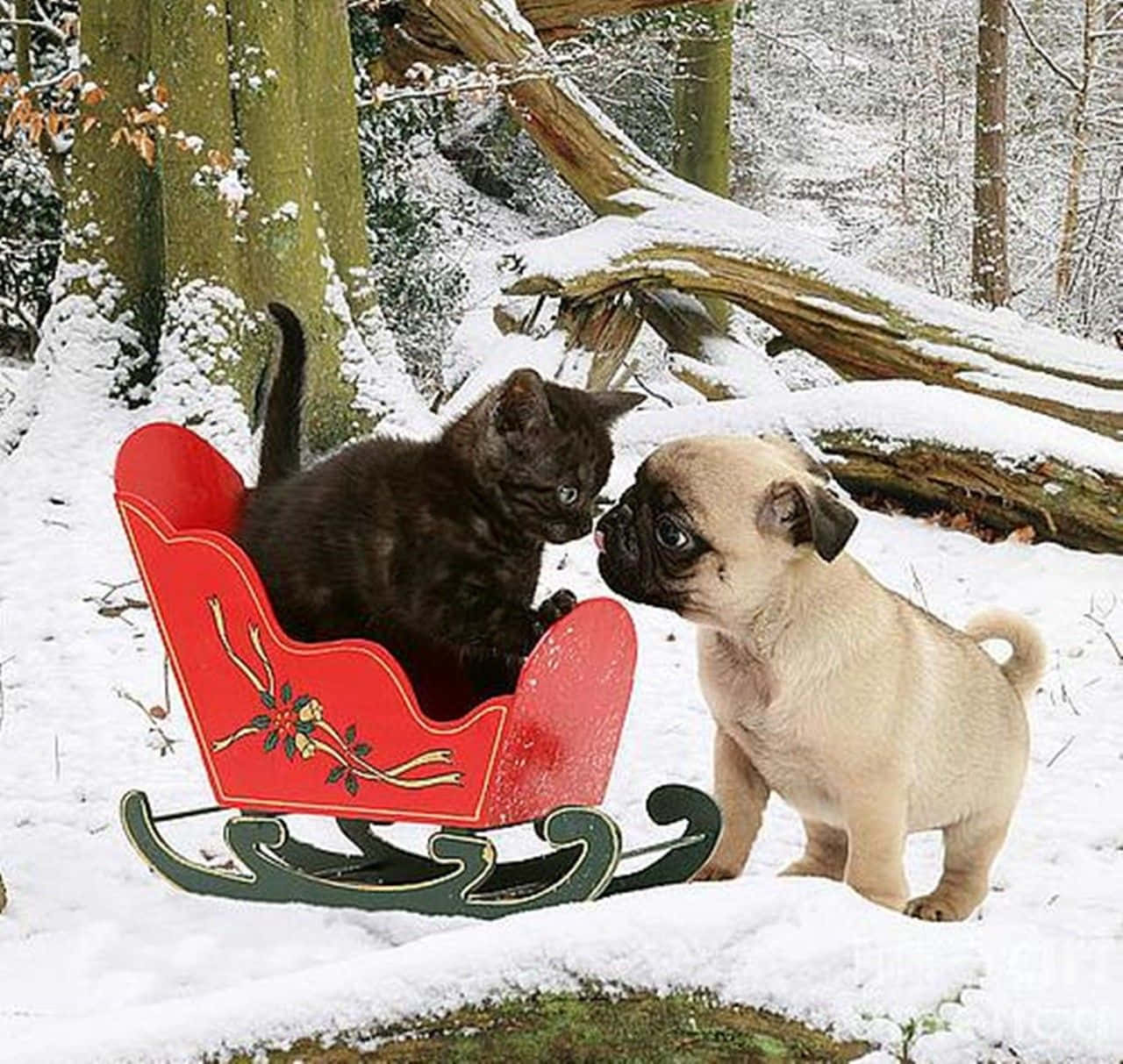 黑色小貓在紅色雪橇上被淺黃色巴哥犬幼犬在雪林中蹭臉。