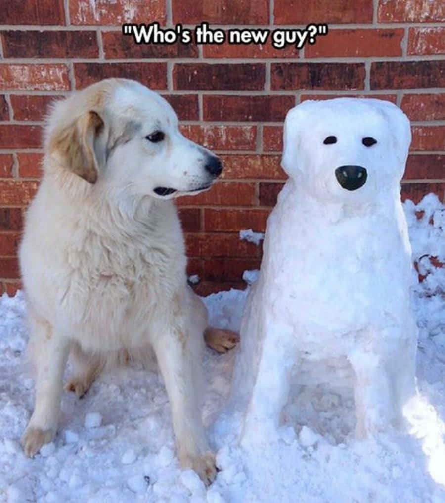 一隻真狗坐在磚牆前的雪狗雕塑旁邊。