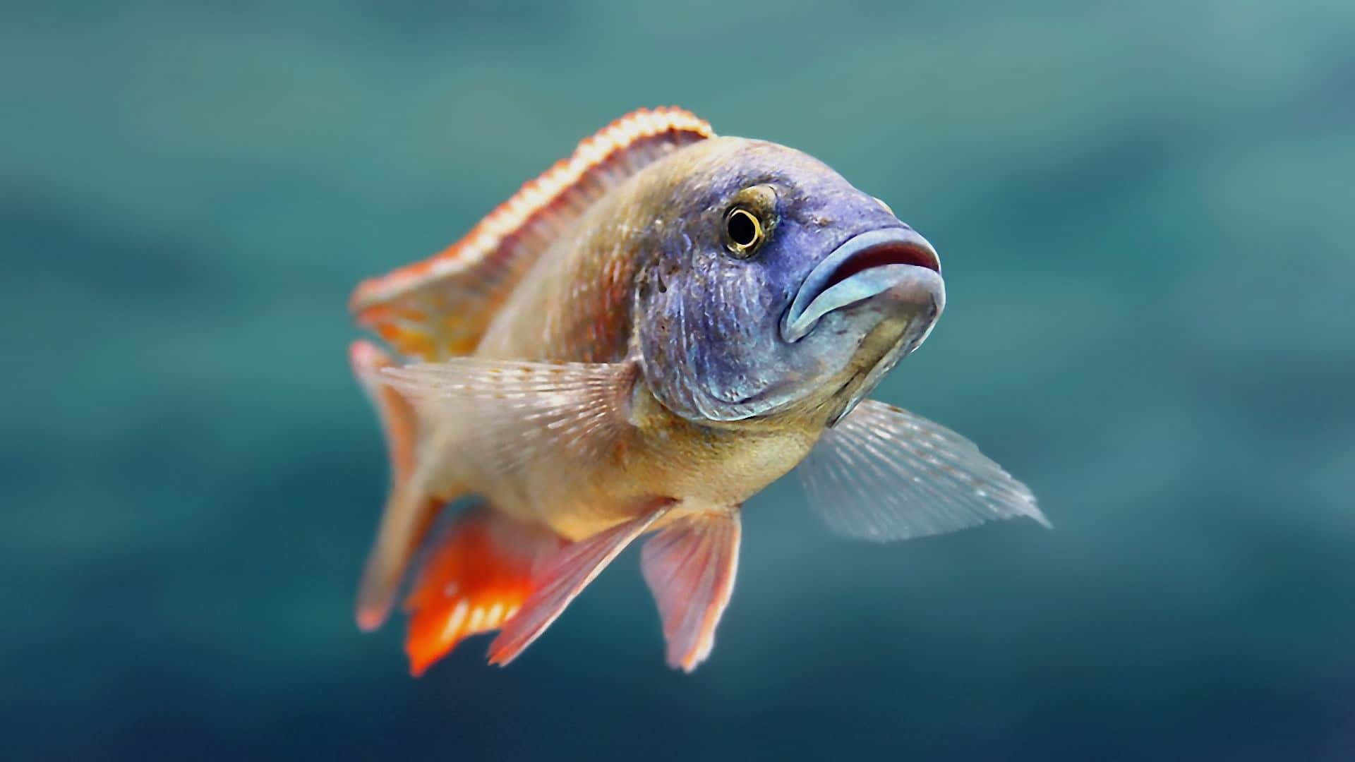 搞笑頭部色彩魚特寫 壁紙 — 一條色彩鮮豔的慈鯛魚在模糊的藍綠色水生背景下優雅地游動，魚鰭細節豐富，眼睛富有表現力。