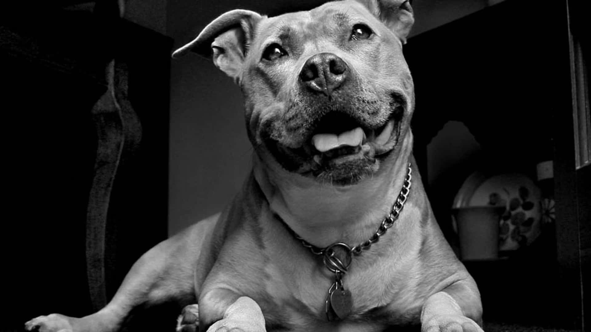 搞笑鬥牛犬圖片 壁紙 — 一隻微笑嘅比特犬戴上鏈條頸圈，黑白特寫，抬頭望住，眼睛明亮。