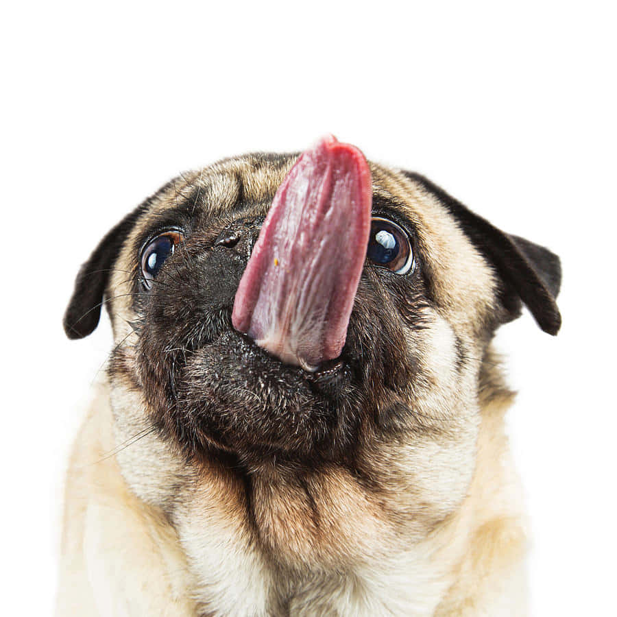 搞笑鬥牛犬為鏡頭賣萌圖 壁紙 — 一隻八哥犬伸出舌頭，以純白背景拍攝的特寫。
