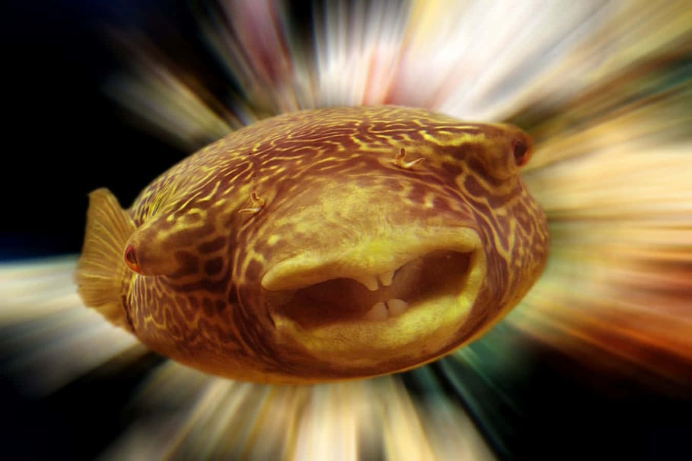 搞笑魚兒動態模糊照 壁紙 — 河豚張開嘴巴的特寫，背景為模糊的放射狀爆裂效果。
