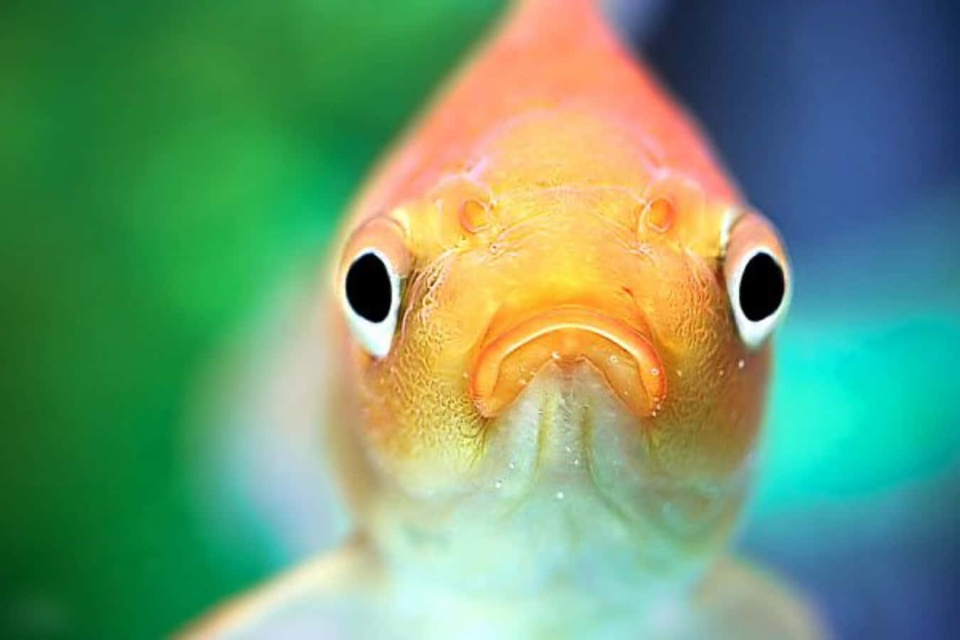 搞笑魚兒噘嘴表情 壁紙 — 一條金魚的特寫，擁有又大又圓的眼睛和橙色鱗片，在模糊的綠色和藍色背景下直視觀眾。