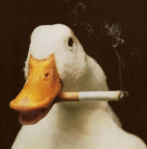 一隻鴨子叼著點燃的香煙，煙霧裊裊升起。