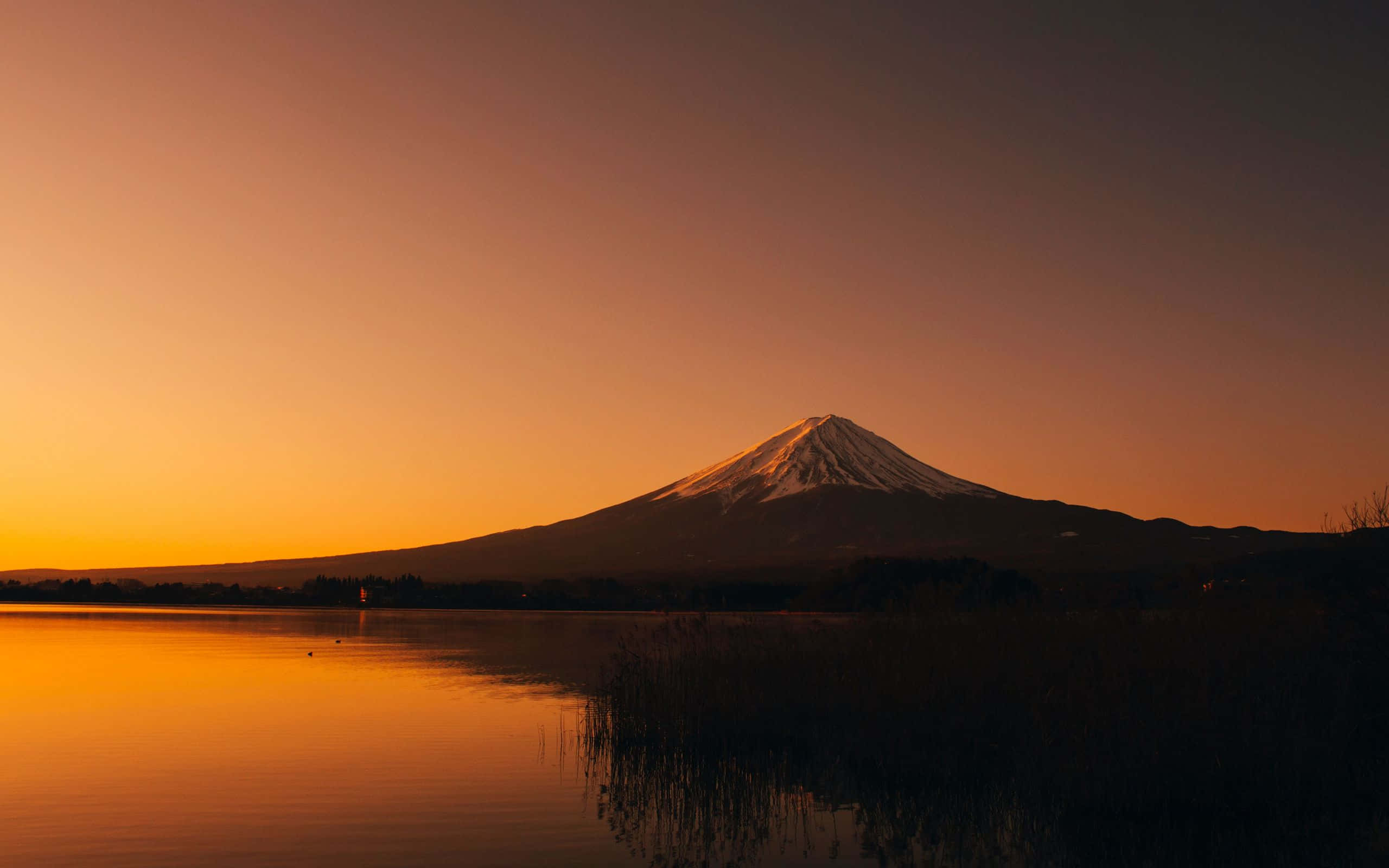 富士山在日落時分倒映在平靜的湖面上，周圍有深色的蘆葦。