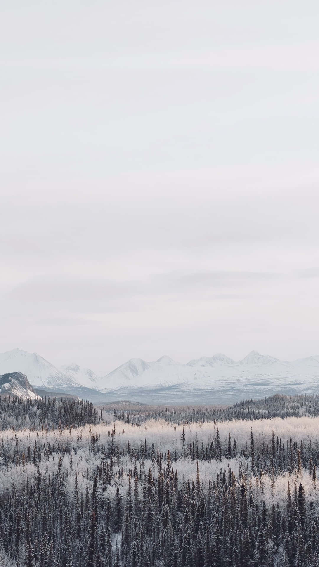 灰色天空下，雪覆蓋的森林與遠山。