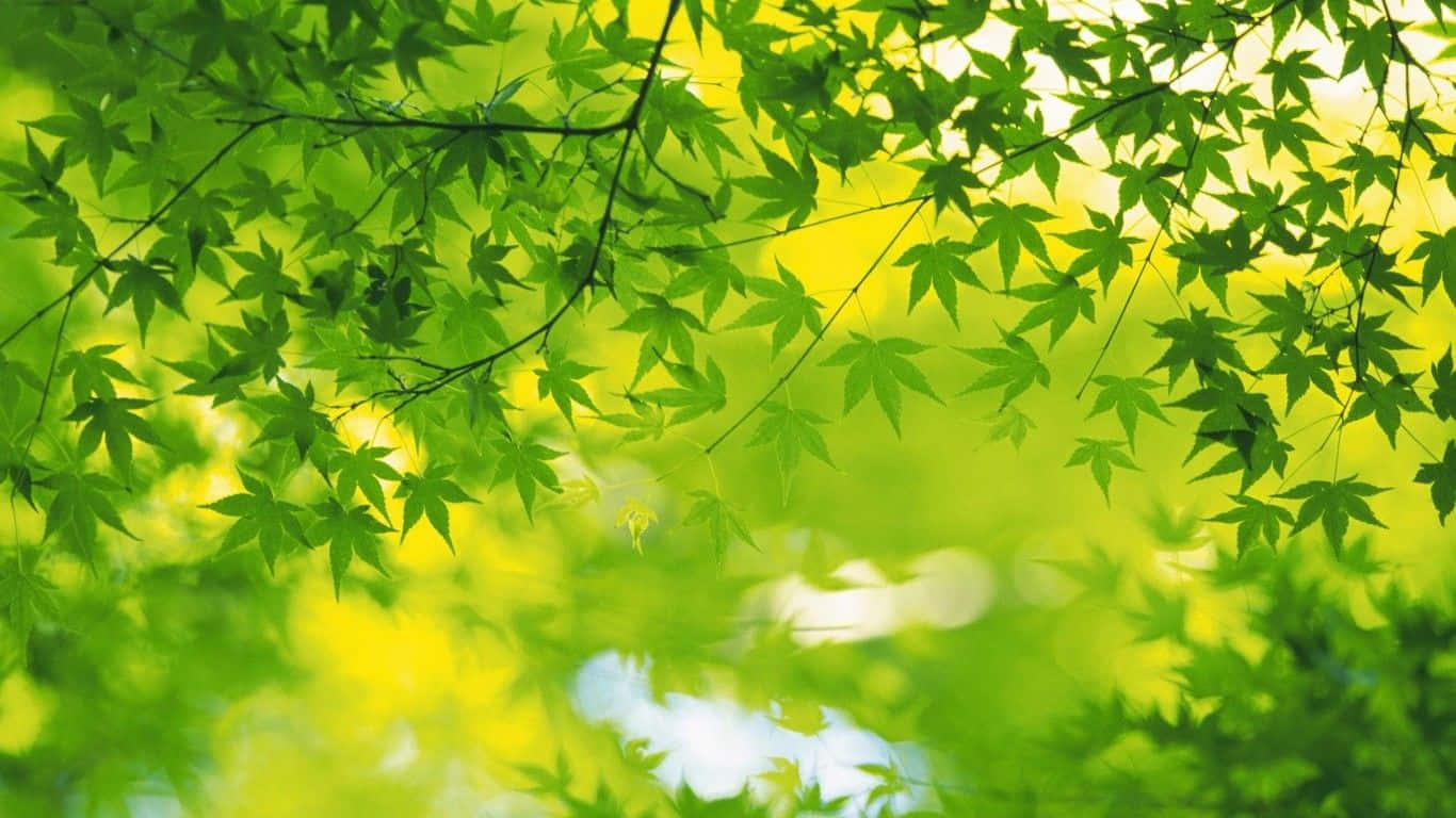 陽光穿過茂密的綠色楓葉，在森林樹冠中過濾。