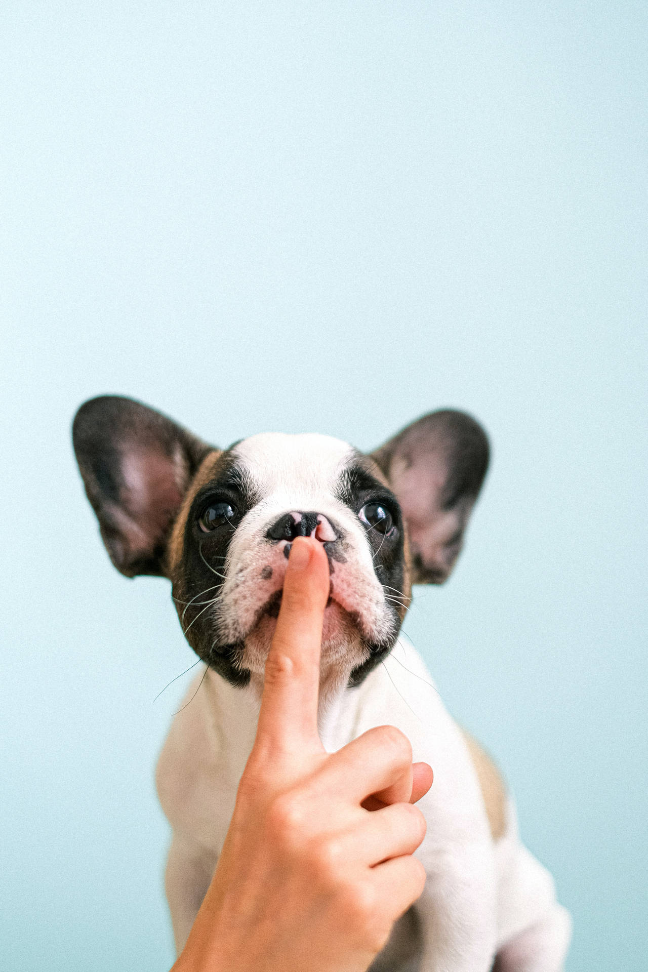 法國鬥牛犬幼犬的鼻子上被人類手指按著。