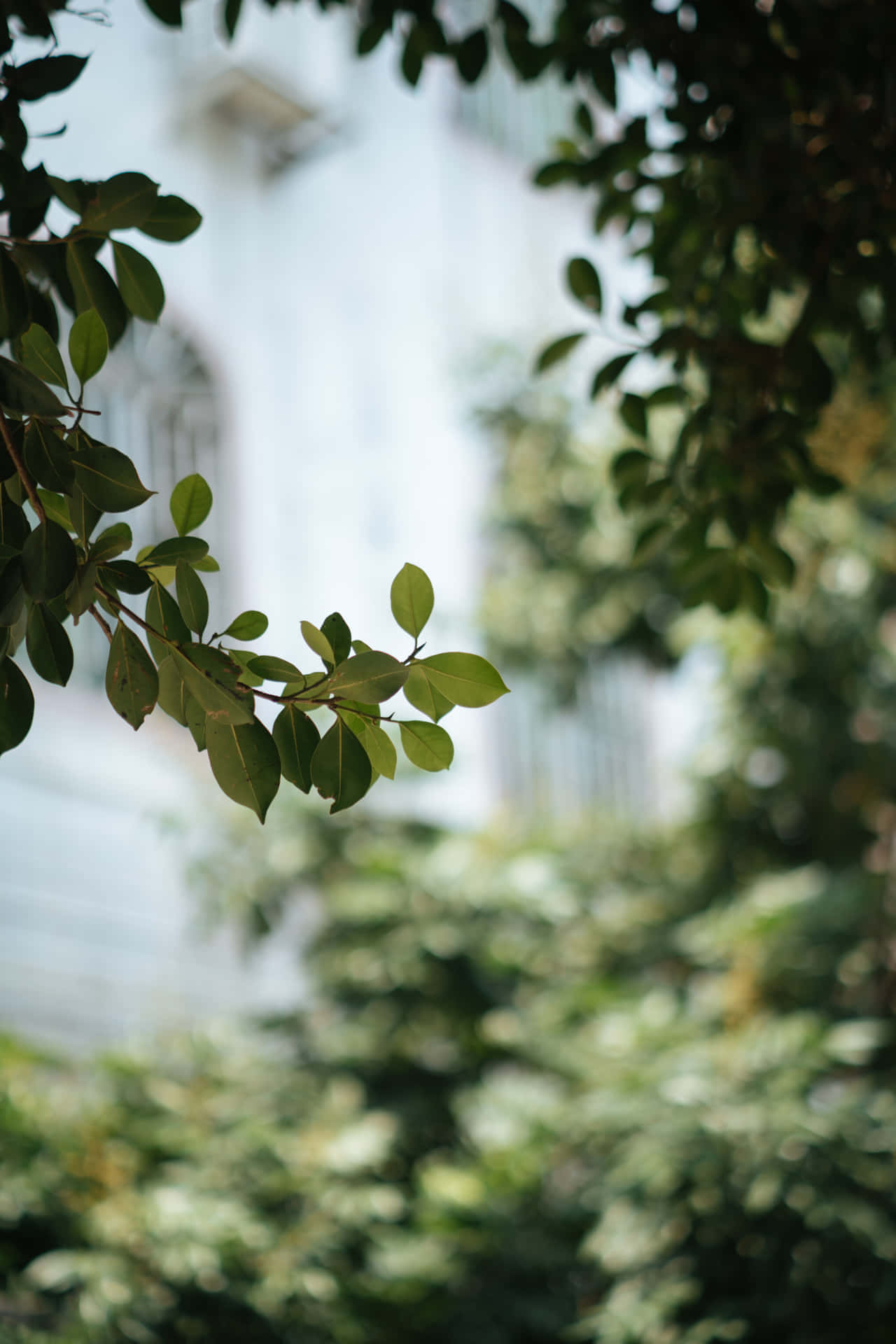 擁抱你的美麗！ 壁紙 — 淺景深將陽光照射下帶有光澤綠葉的樹枝，與模糊的現代建築外牆構成框架。