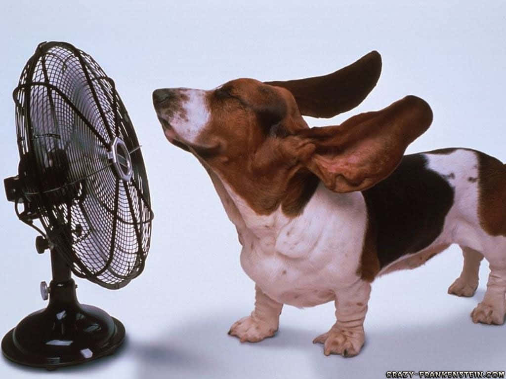 一隻巴吉度獵犬在攝影棚內看著黑色站立風扇。