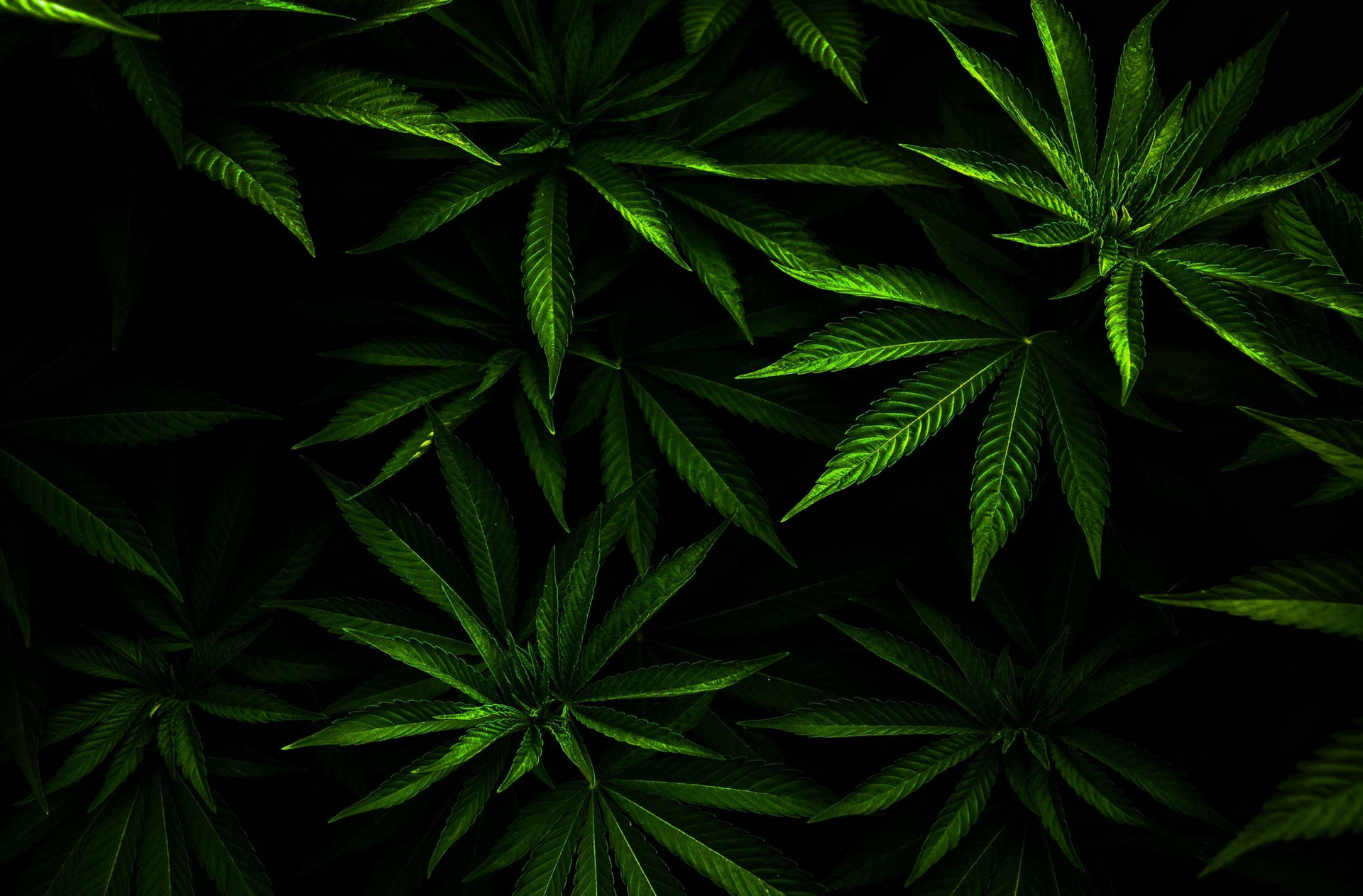 黑色背景下發光的綠色大麻葉特寫。