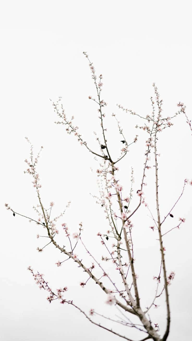 擁抱全新可愛簡約 iOS 14 壁紙 — 嬌嫩的粉紅櫻花稀疏地綻放在光禿的樹枝上，映襯著柔和的白色天空。
