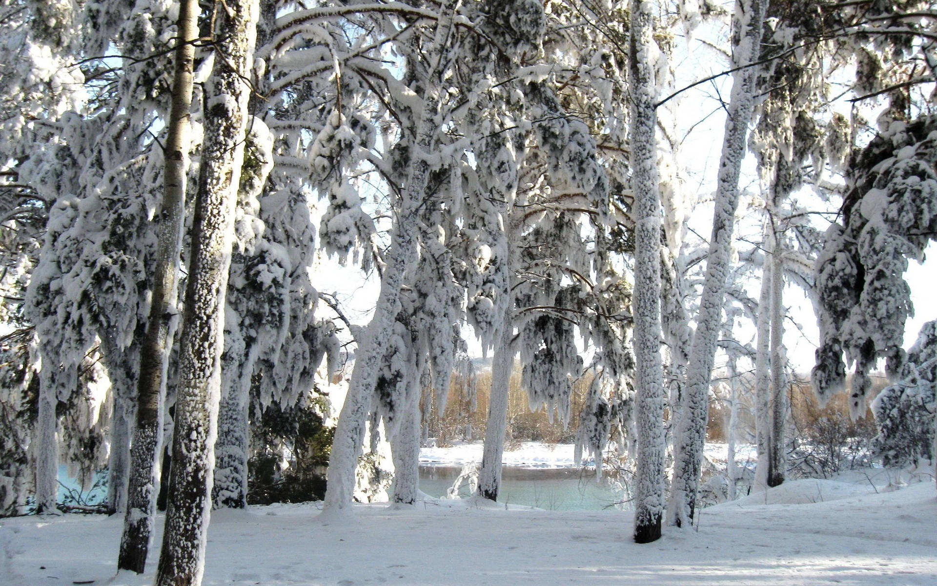 白雪覆蓋的樹木框住了一條結冰的河流，在寧靜的冬季森林中。