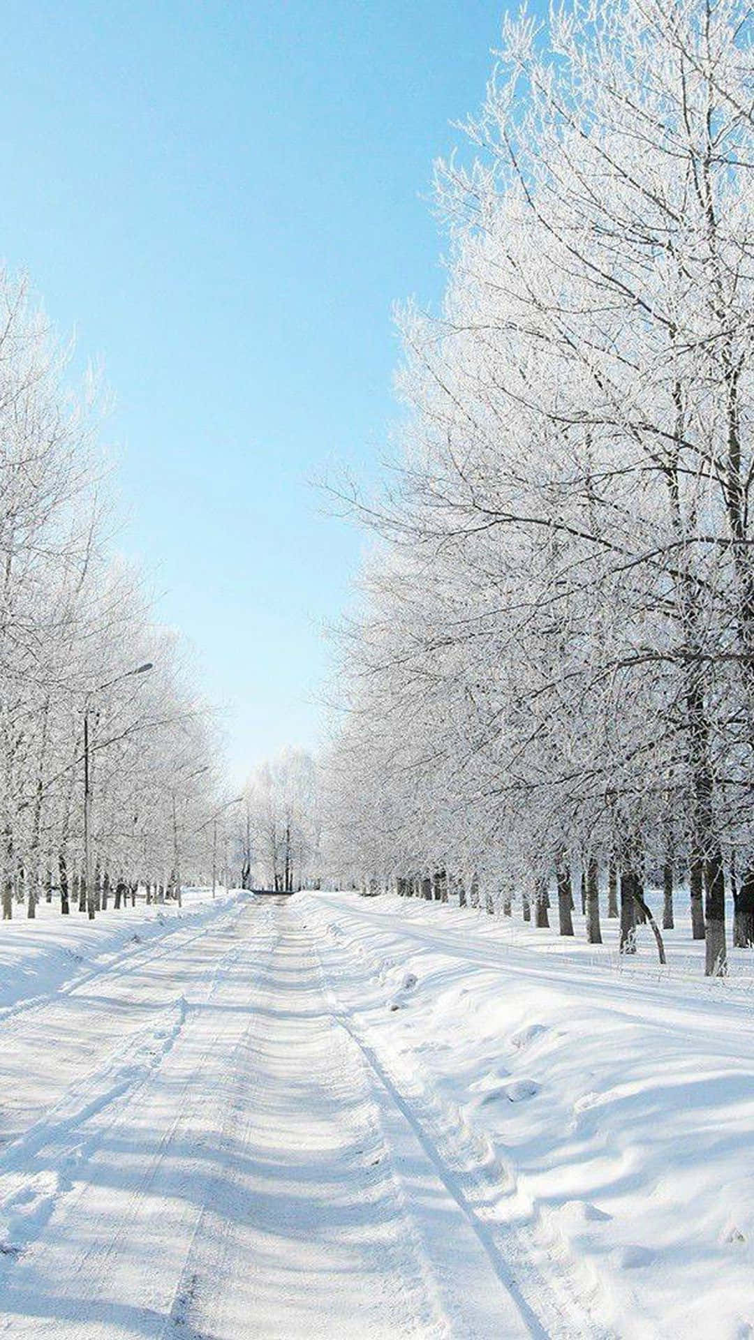 在清澈藍天下，結霜樹木排列的雪路。