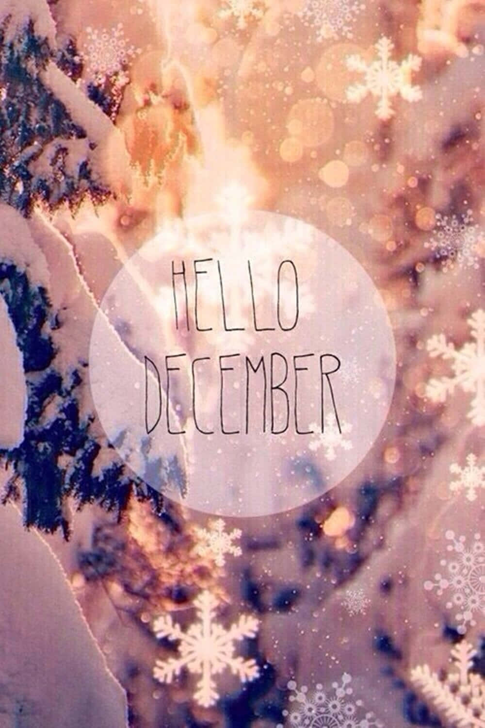 白雪覆蓋的松樹枝條，飄浮的雪花和 hello december 文字疊加