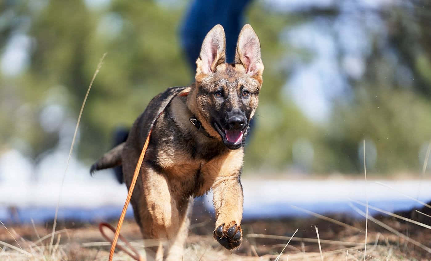 一隻德國牧羊犬幼犬張開嘴巴跑過草地。