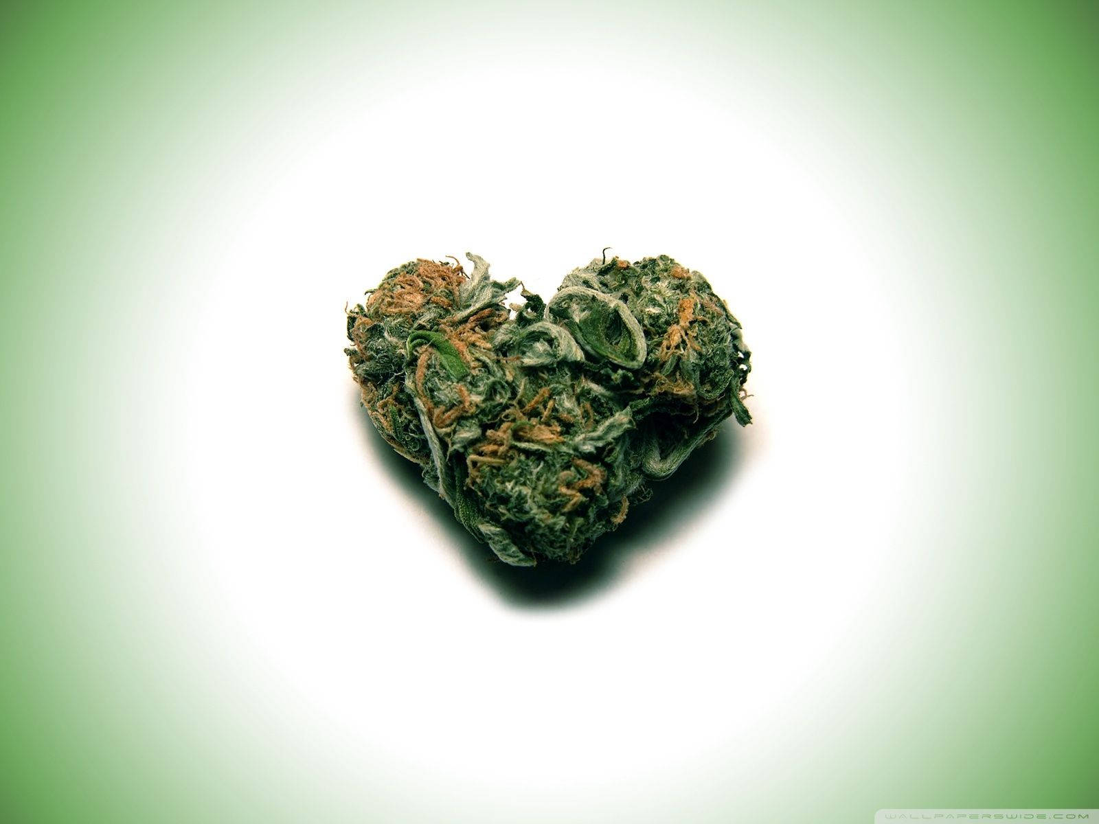 心形大麻花蕾，綠色葉子，橙色雌蕊，漸變背景