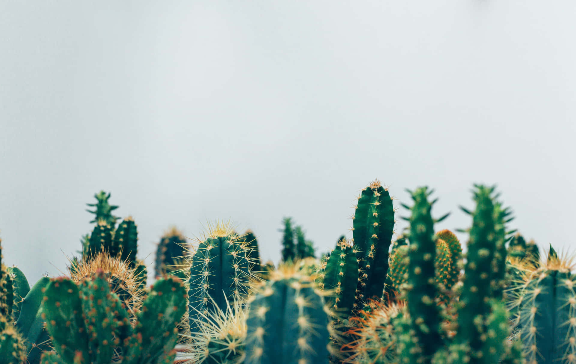 綠色仙人掌帶有黃色刺，襯托著柔和的灰色天空。