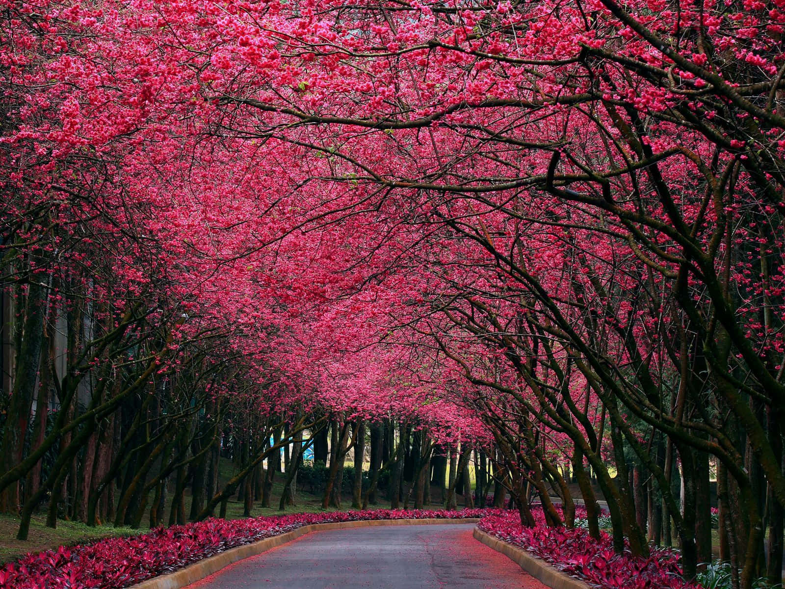 擁抱自然之美 壁紙 — 一條蜿蜒的道路被充滿活力的粉紅色櫻花樹冠框住，形成隧道效果。